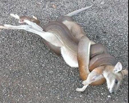 Snake Eats Kangaroo