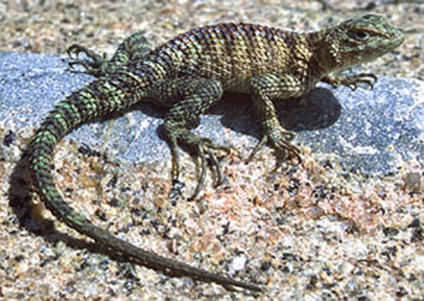 Spiny Granite Lizard