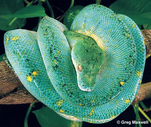 Gtp Ontogenic 500
