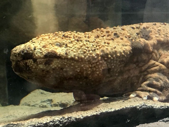 Japanese Giant Salamander