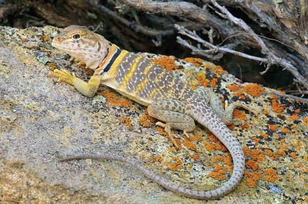 Collared Lizard1