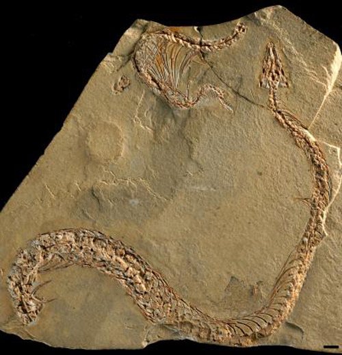 Snake Leg Fossil Large