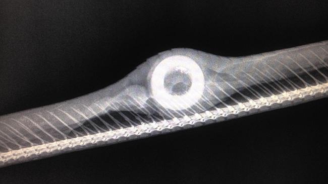 Brown Treesnake Xray