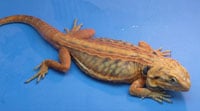 Canada Beardie 200