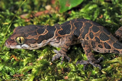 Geckoella Jeyporensis400