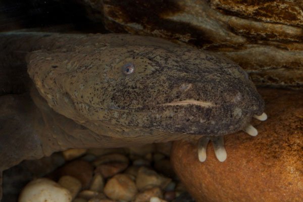 Eastern Hellbender