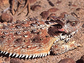 Phrynosoma Coronatum