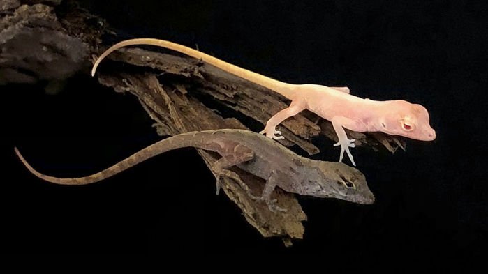 Anole
