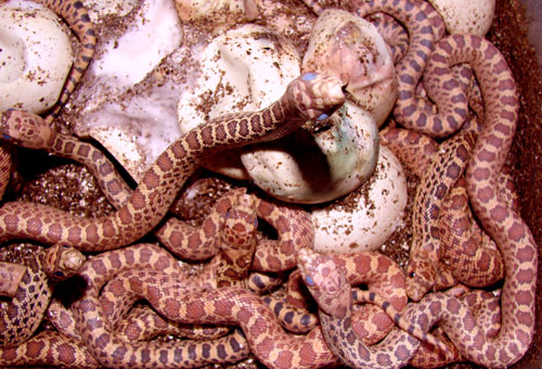 Bullsnake Breeding 500