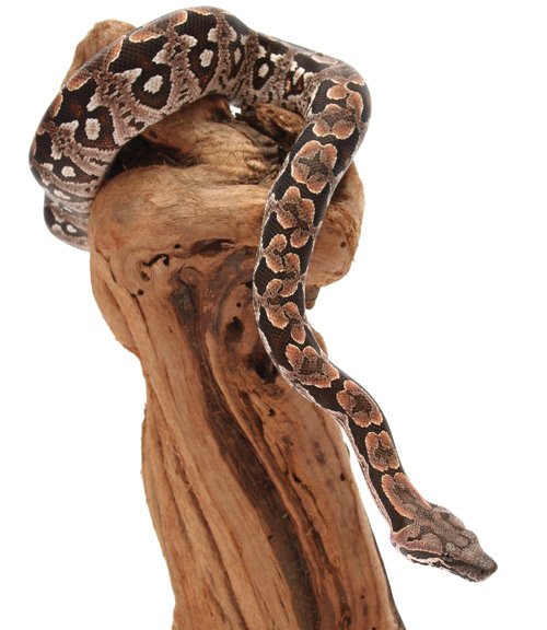 Dumerils Boa