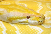 Burmese Python Blog 200