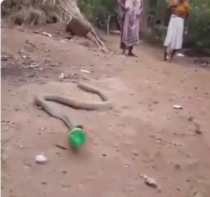 Cobra Swallows Bottle