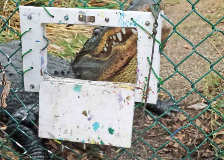 Vet Gator Trained
