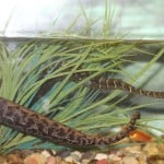 Tentacledsnake1