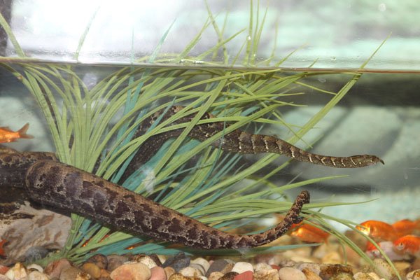 Tentacledsnake1