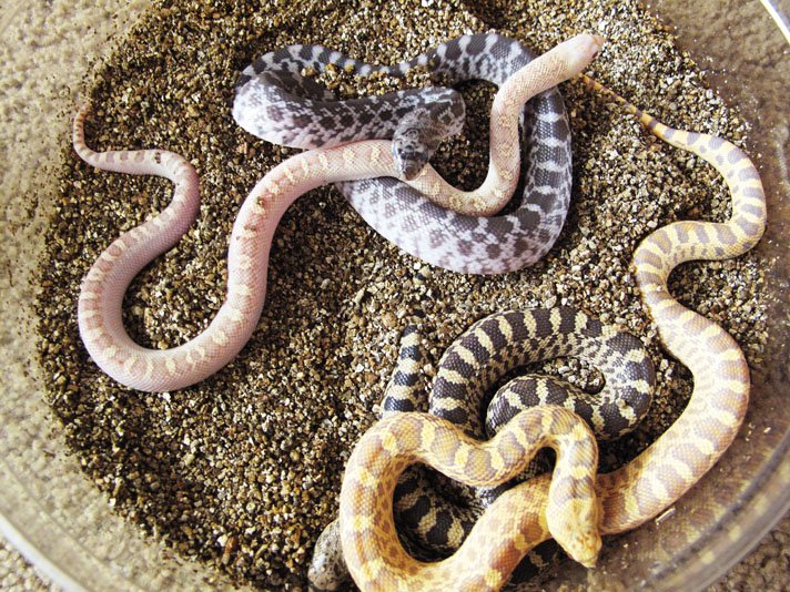 Minutesoldbullsnakes
