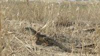 Blunt Noseleopard200