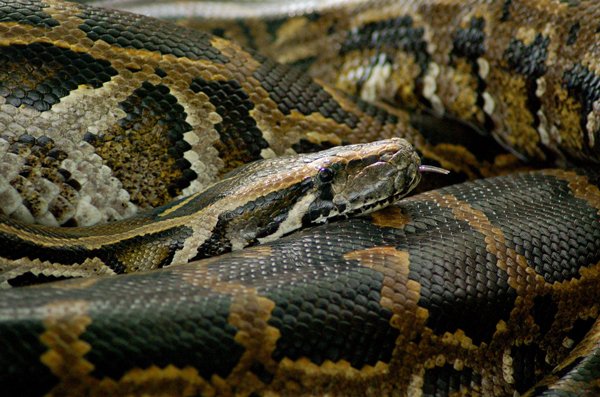 Monty Burmese Python
