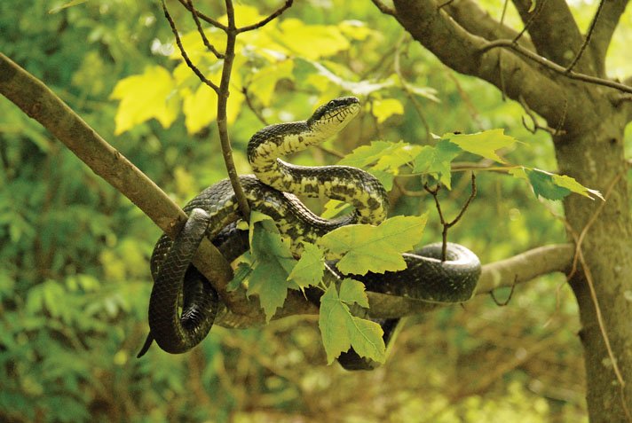 Rat Snake