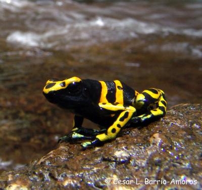 Dendrobates Leucomelas