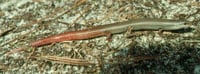 Flakeysmoleskink200