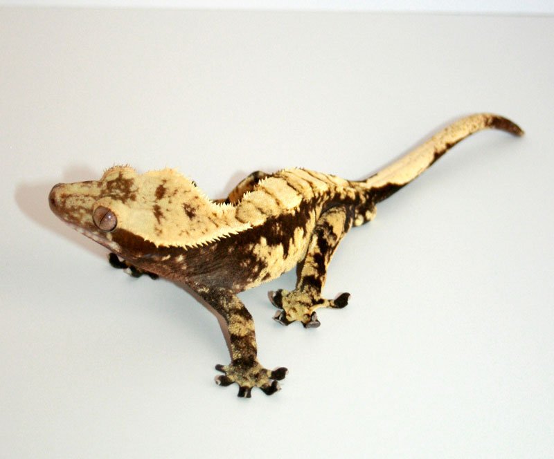 Crestedgecko2