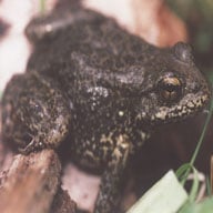 Rana Sierrae192