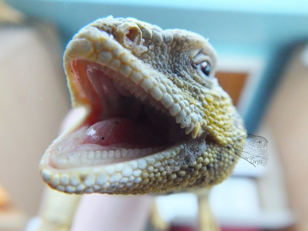 Beardieteeth