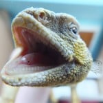 Beardieteeth