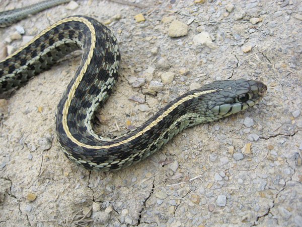 Garter Snake4