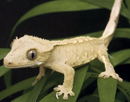 Crested Gecko