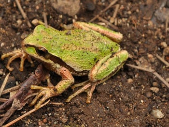 Pseudacris Regilla350