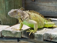 Green Iguana200