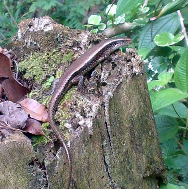Mabuya Multifasciata