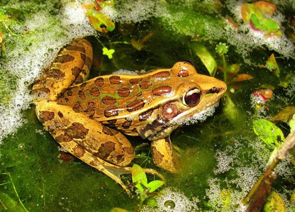 Leopard Frog4