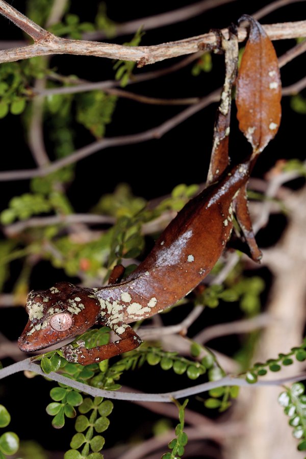 Leaf Tailed Gecko9
