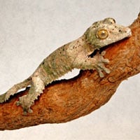 Leafgecko 200