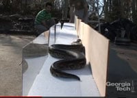 Snake Search Rescue200