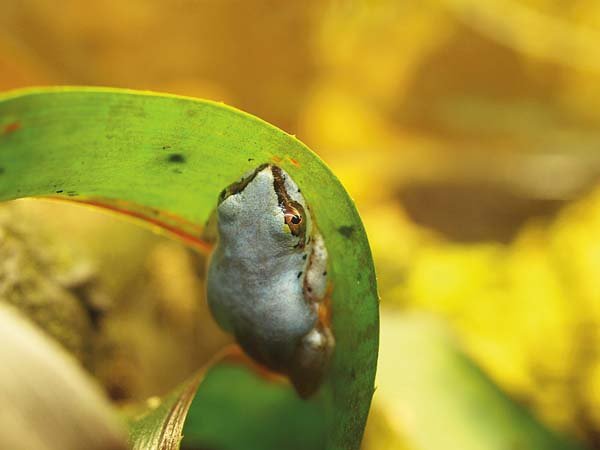Reedfrog0n Leaf