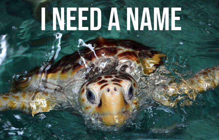 I Need A Name