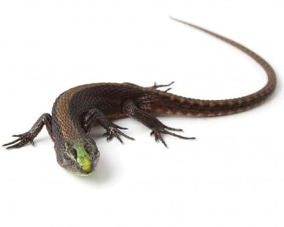 Emerald Lizard400