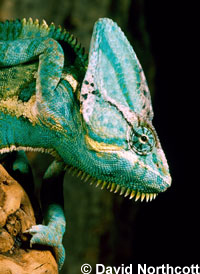 Chameleon Eye Problem 200