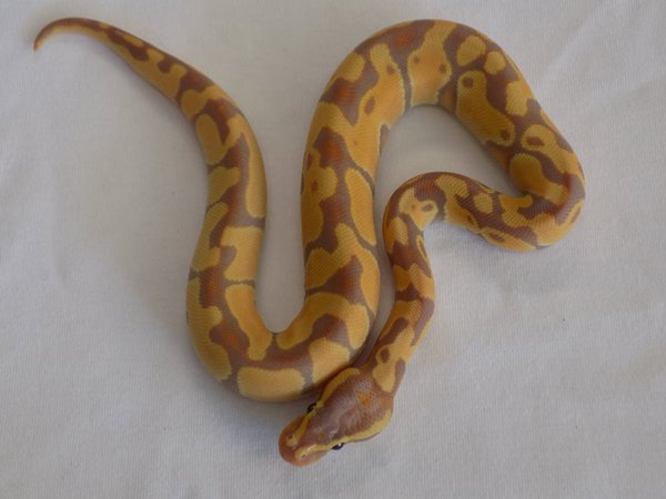 Barts Pythons