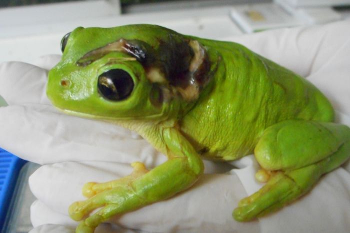 Green Treefrog Injured