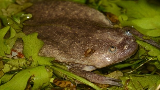 Xneopus Calcaratus