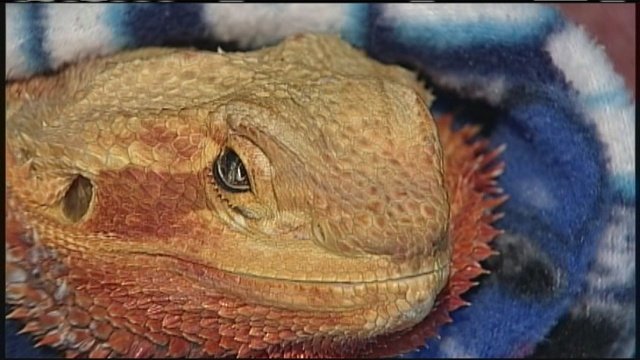 Beardie