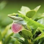 Green Anole2