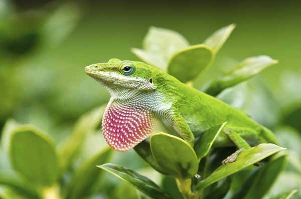 Green Anole2
