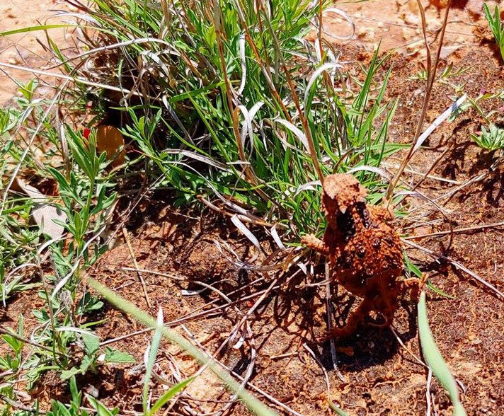 Texas Horned Lizard