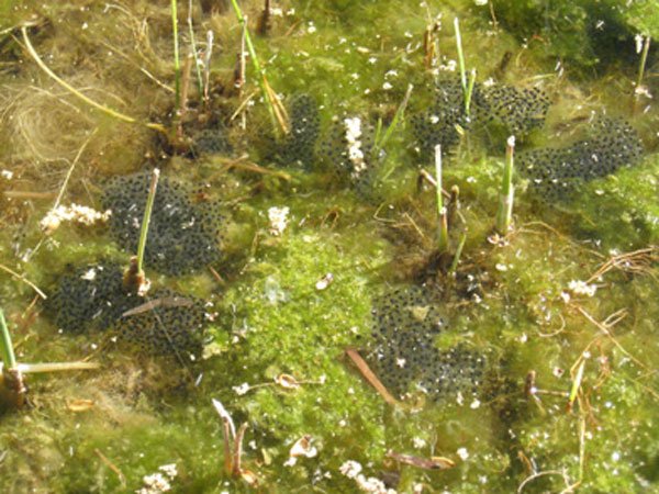 Egg Masses600